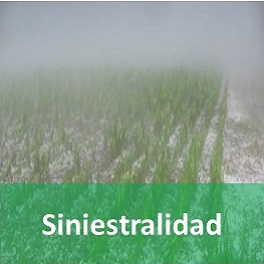 Siniestralidad